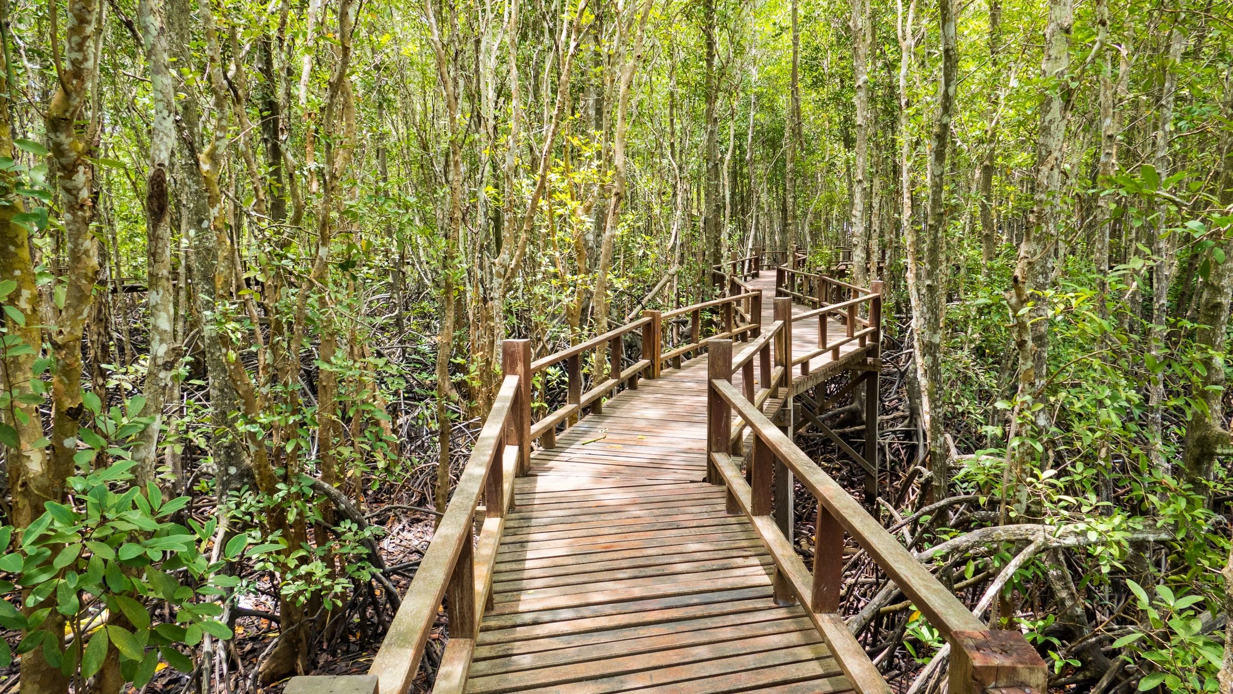 Walking trail
